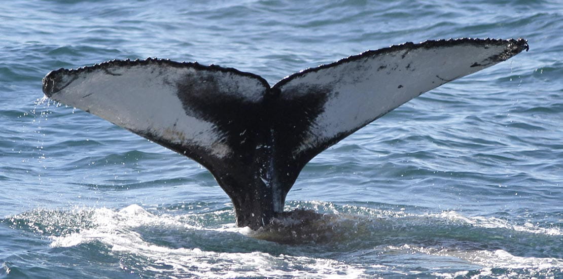 Humpback whale's tail breaching the surface